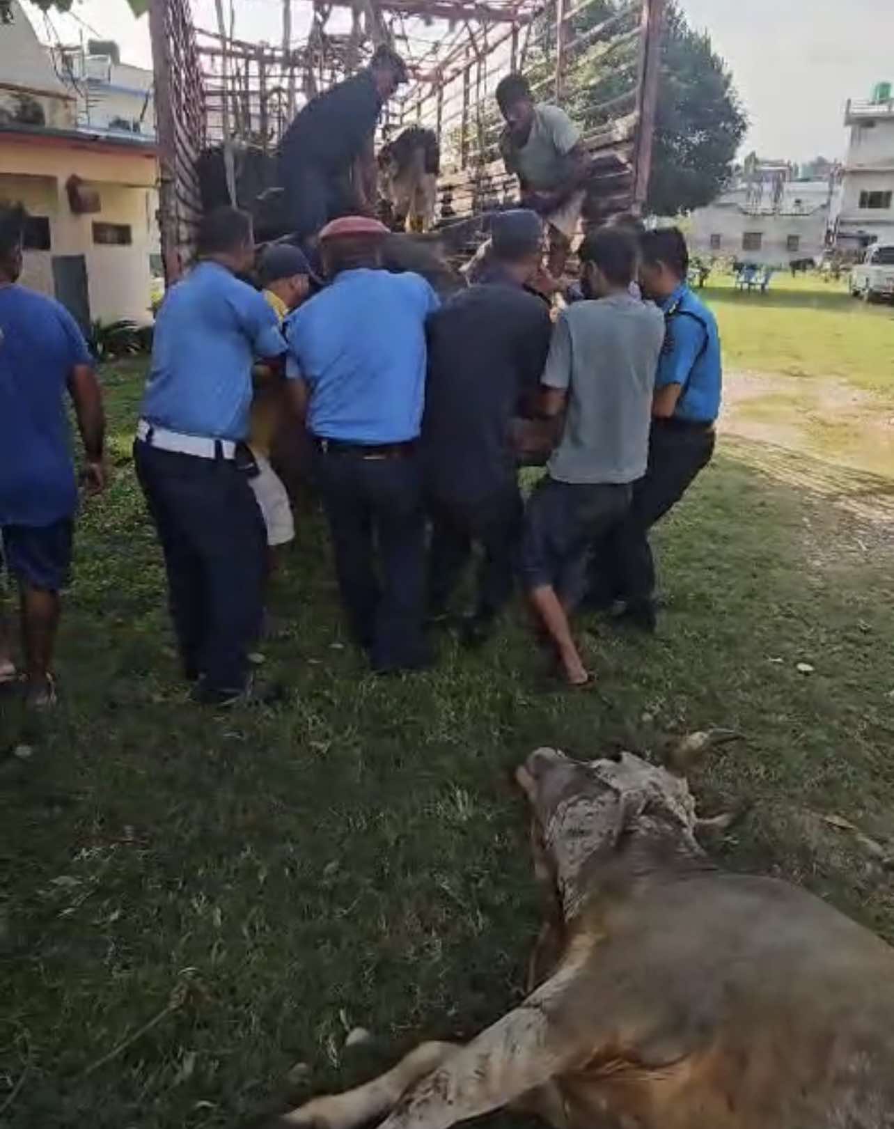 बर्दियादेखि बर्दघाटसम्म गाई गोरुको तस्करी अत्यधिक : पशु विभागले गृह प्रशासनको कमजोरी देखायो (भिडियो सहित)